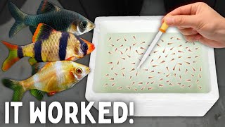 BREEDING Tiger Barbs in a Foam Box [upl. by Almund]