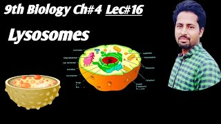 Lysosomes Urdu Hindi 9th Class Biology Chapter4 Lec16  lysosomes cells cytology [upl. by Eirolam]