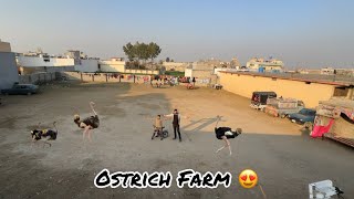 Ostrich Farm K Liey Jaga Dhund Li 😃 [upl. by Eyma]