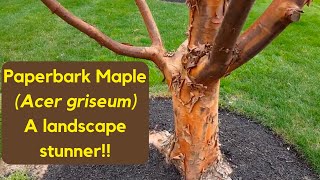 A quick tour of Acer Griseum Paperbark Maple  Hobby Bobby [upl. by Kelcey750]