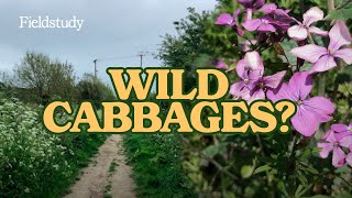 Foraging for Wild Cabbages  Wild Edibles UK [upl. by Earaj]