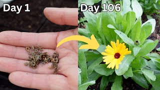 I grew some calendula from seed [upl. by Ardnovahs]