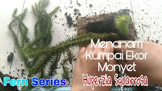 Menanam Kumpai Ekor Monyet  Rumpai Ekor Monyet  Huperzia Squarrosa [upl. by Ajdan708]