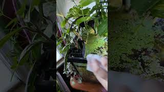 Using the magic eraser part 2 aquariam freshwaterfish fish monstera tropicalfish aquascape [upl. by Sylram]