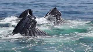 Feeding Whales off Cape Cod quotWarning swears quot [upl. by Wendolyn]