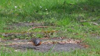 Common redstart gets a snack [upl. by Eceined]