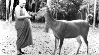 Ajahn Chah  It Can Be Done [upl. by Harden]