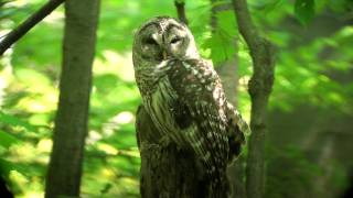 Barred owl adult on stump fledgling calls [upl. by Mcbride848]