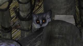 Bush Baby in the roof of Vuyani Marula Lodge Moditlo Reserve 7 9 24 [upl. by Perrine956]