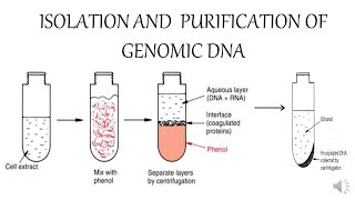 ISOLATION AND PURIFICATION OF GENOMIC DNA [upl. by Gusba380]