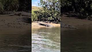 4 meter crock on the banks of the Daintree river [upl. by Eniledam]