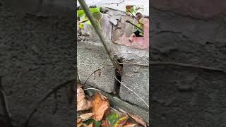 How does Japanese Knotweed cause Structural Damage [upl. by Ring6]