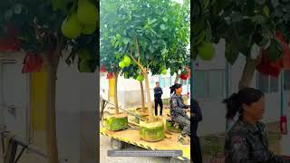 Creative Way Of Container Planting Technique Makes Pomelo Trees Transplantation To Yard Villa Easily [upl. by Krefetz]