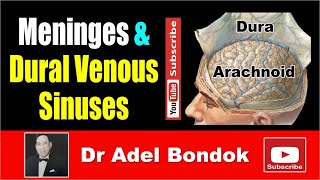 Meninges and Dural Venous Sinuses Dr Adel Bondok [upl. by Airdna]