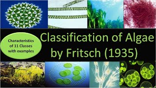 Classification of Algae by Fritsch  11 classes with characteristics and examples [upl. by Anauqes]