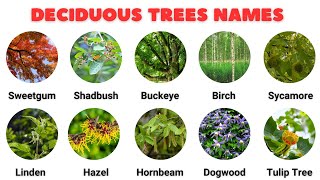 50 Deciduous Trees Names in English with Pictures  Deciduous Trees and Evergreen Trees Song [upl. by Dnomhcir140]