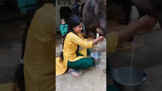 Cow 🐄 milking with cute smile cow animals cowmilkingbyhand [upl. by Alis]