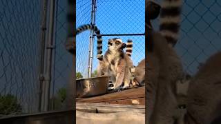 Fascinating Lemur Facts And Social Structure Revealed animals shorts [upl. by Llevram]