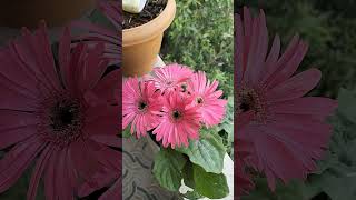 Gerbera Plant जेरबेरा [upl. by Jillane500]