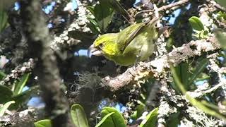 Maui Parrotbill  Kiwikiu Pseudonestor xanthophrys [upl. by Xed]