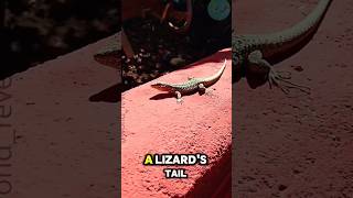 The way lizards autotomize their tails viralshorts tails [upl. by Enihpad]