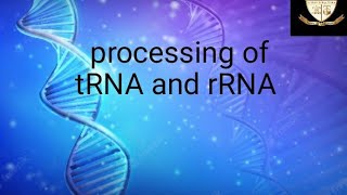 processing of tRNA and rRNA [upl. by Fawcett523]