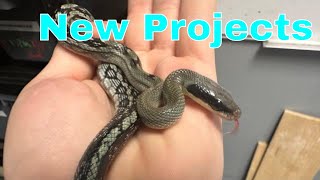 Unveiling The Exciting Future Of Snake Breeding Projects Get Ready For Twice The Adventure [upl. by Akemaj]