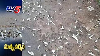 Fish Rain in Nuziveedu  Fishes Fall From the Sky  TV5 News [upl. by Llednahc]