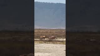 Beautiful Tanzania Ngorongoro Crater animals wildlife nature [upl. by Odnomyar]