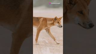 Dingo dingo facts youtubeshorts shortsvideo shortsfeed shorts [upl. by Threlkeld]