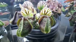 PlantB03 Cephalotus on a turntable Witness this beauty in 360 degrees  021324 [upl. by Htezzil]