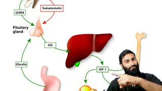 How IGF1 Increase By Muscle And Bones Growth 3 Secretes [upl. by Negem]