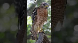 RedShouldered Hawks’ Powerful Talons A Closer Look [upl. by Nnaeerb]