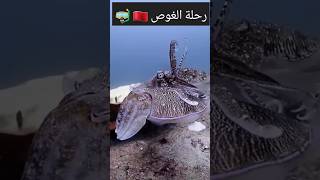 رحلة الغوص من أعماق البحار مغربيفيالغربة بحر beach travel div [upl. by Raine940]