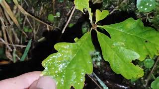 Sessile Oak Quercus petraea saplings growing in rockery slope 23112024 Northern Ireland [upl. by Chaker]