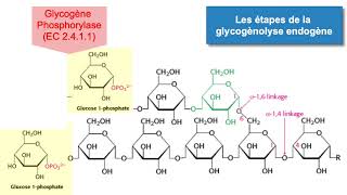 La glycogénolyse [upl. by Trow171]