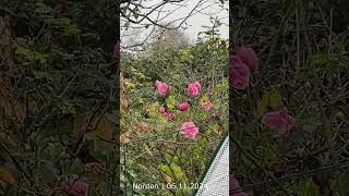 Wetter in Norden 06 11 2024 naturevideo nordseegefuehl wetter blumen [upl. by Schaffel]