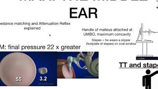 attenuation reflex explained ear physiology with memory queues [upl. by Hermine]