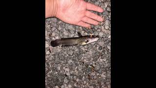 Watch my longform “ A little night fishing for yellow bellies” fishspecies fishing [upl. by Aramoj893]