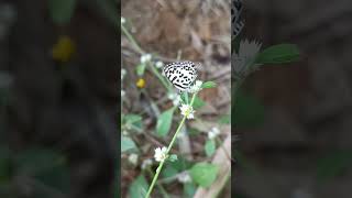 Pollination in Alternanthera sessilis pollinators pollinations [upl. by Artkele]