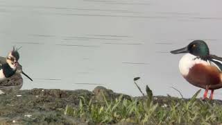 Longbilled Dowitcher RSPB Rainham Marshes 311025 [upl. by Clarissa619]