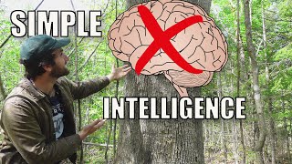 How Trees Can Think Without a Brain [upl. by Hazard]