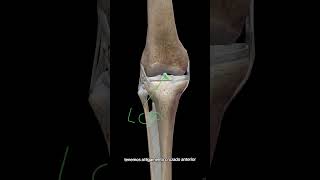 ligamentos de la rodilla anatomy fisioterapia [upl. by Ellehcan]