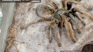 Extreme tarantula size difference  Augacephalus junodi [upl. by Paulita]