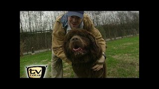 Raab in Gefahr Raab testet Hunde  TV total [upl. by Monney493]