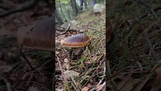 Boletus edulis da intrattenimento😎porcini boletus viralvideo funghi mushroom forest nature [upl. by Caryn106]