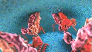 Dengue Viral Fusion Animation [upl. by Stetson330]