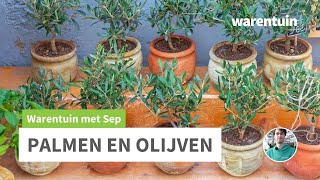 Alles over palmen en olijfbomen [upl. by Adrea]