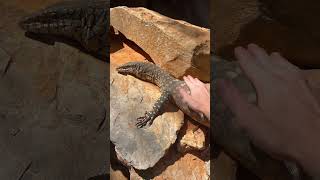 Perenties settling in nicely perentie monitorlizard lizard reptile australia wildlifekeeper [upl. by Norah]