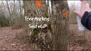 How to Select Woodland Trees for Thinning [upl. by Wilder]